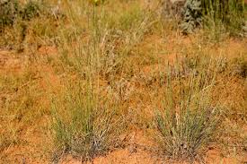 Image result for Sporobolus ioclados