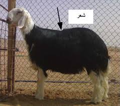 Check spelling or type a new query. Ø³Ø¹Ø± Ø§Ù„Ø®Ø±ÙˆÙ Ø§Ù„Ø¨Ù„Ø¯ÙŠ ÙˆØ§Ù„Ø­Ø±ÙŠ ÙˆØ§Ù„Ø³ÙˆØ§ÙƒÙ†ÙŠ ÙˆØ§Ù„Ø¨Ø±Ø¨Ø±ÙŠ ÙˆØ§Ù„ÙØ±Ù‚ Ø¨ÙŠÙ† Ø§Ù„Ù†Ø¹ÙŠÙ…ÙŠ ÙˆØ§Ù„Ù†Ø¬Ø¯ÙŠ ÙˆÙ†Ø¹Ø¬Ø© Ø§Ù„Ù†Ø¹Ø§Ù…Ø© Ø§Ù„Ù‚Ù†Ø§Ø© Ù†ÙŠÙˆØ²