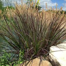 Image result for Andropogon