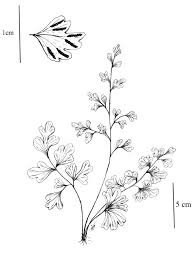 Image result for Anogramma leptophylla