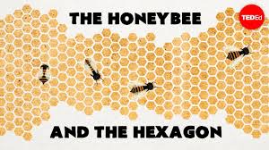Why Do Honeybees Love Hexagons Zack Patterson And Andy Ted Ed