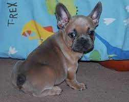 The french bulldog has always been a companion dog — affectionately known as the frenchie, it's a small and muscular dog with a smooth coat, short face and trademark bat ears. French Bulldog Puppy Blue Brindle For Sale In Tucson Arizona Classified Americanlisted Com