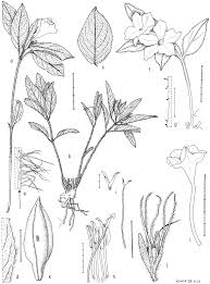 Image result for Pogonospermum subsessile