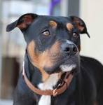 Rottweiler & Boxer Dog Mix: Info, Pictures and Characteristics