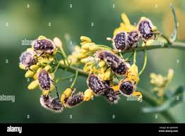 Image result for Tropinota hirta