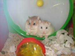 And do not feed your dwarf hamster chocolate, caffeine, or alcohol, as these food items can cause serious medical conditions. Dwarf Hamster Faqs Harvey Hams