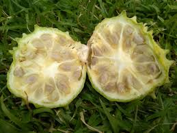 Image result for Acanthosicyos naudinianus