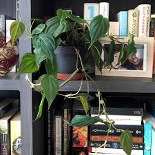 These plants are also prone to spider mite infestations, which are the worst. Philodendron Micans Velvet Heart Leaf Philodendron In Gardentags Plant Encyclopedia