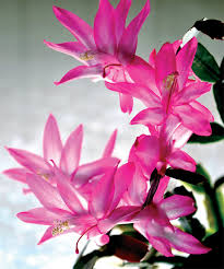 Her bitki, her ortamda yetişmeyeceğinden dolayı doğru seçimin yapılması gerekmektedir. Eve Renk Katan Saksi Bitkileri Nelerdir Iste 10 Cicek Onerisi Evim