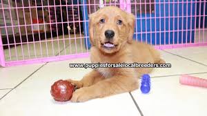 The undercoat sheds heavily in the fall and spring. Beautiful Red Golden Retriever Puppies For Sale Near Atlanta Ga At Puppies For Sale Local Breeders