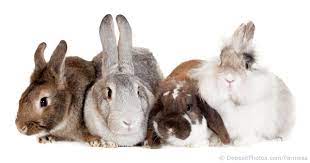 With bupa pet insurance you can cover the health care needs of your pet should the unexpected happen. Crookwell Veterinary Hospital Animal Care Pocket Pets Birds Wildlife Pet Rabbit Calicivirus Vaccination