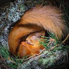 Photo Neilandersonhighland Congratulations Tebrikler Selected By Suleakt Follo Animals Animal Photography Wildlife Animals Beautiful