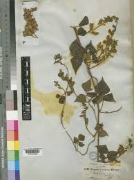 Image result for Rhynchosia resinosa