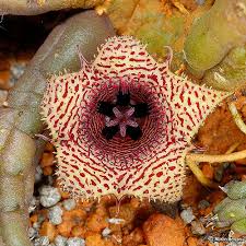 Image result for Huernia volkartii
