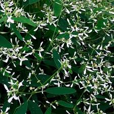 Image result for Euphorbia whyteana