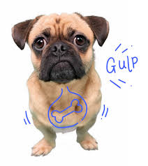 How long after policy start date is first injury covered? Pet Insurance For Dogs Puppies Petplan