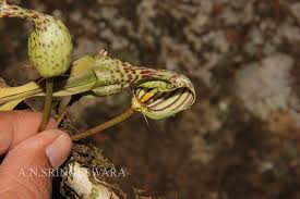 Image result for Ceropegia incana