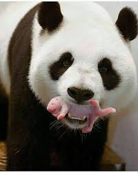 New Born Baby Panda Photo By Liovepandasbears Tag Animls Page By Animls Page Goruntuler Ile Pandalar Ayi Yavrulari Kutup Ayilari