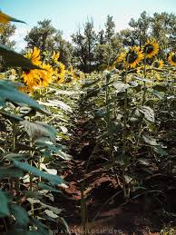 Maybe you would like to learn more about one of these? How To Visit Georgia S Sunflower Fields 30 Mins From Tbilisi
