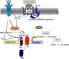 Do you know how much of each type of food we need? Epiandrosterone An Overview Sciencedirect Topics