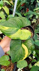 Image result for Cyanastrum