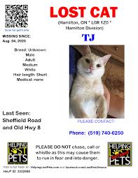 There is 1 animal shelter per 20,738 people, and 1. Lost Cat Hamilton On Lost And Found Pets Of Ontario Facebook