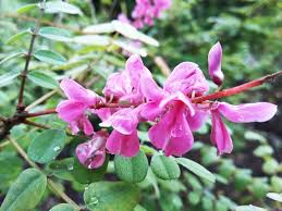 Image result for Hionanthera