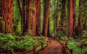 Maybe you would like to learn more about one of these? Redwood Tree Wallpapers Top Free Redwood Tree Backgrounds Wallpaperaccess