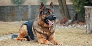 The breed is a light to moderate shedder. Bulldog German Shepherd Mix Behavior Personality And Temperament