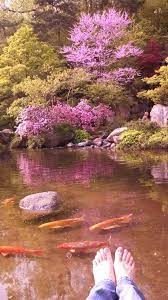 Japanese Garden Rockford Il Relaxing Travel Japanese Garden Travel Pictures