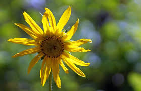 Manfaat daun bunga matahari ternyata memiliki kegunaan yang sangat bermanfaat baik bagi kesehatan manusia ataupun untuk ternak serta kulit. Gambar Gratis Musim Panas Daun Flora Bunga Sifat Bunga Matahari Ramuan Tanaman