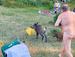 Get the id of the shirt you want to steal, you do this by looking at the numbers after the catalog/ in the url. Wild Boar That Stole German Nudist S Clothes Could Be Killed In Part Of Cull Daily Mail Online