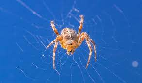 Orb (oriented fast and rotated brief)¶. Orb Weaver Spiders Facts Pictures Habitat Information