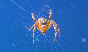 In fact, they are considered beneficial to have around as they consume pests like mosquitoes and beetles that can cause problems for you and your plants. Orb Weaver Spiders Facts Pictures Habitat Information
