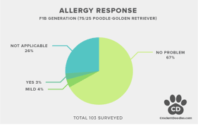 F1b Golden Doodle Allergy Statistics Hypoallergenic