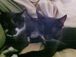 Today the understanding of ch has grown, and kittens born. Meet The Adorable Cat With Severe Cerebellar Hypoplasia Who Has A Happy And Fulfilling Life Thanks To His Awesome Mom Meow As Fluff