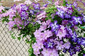 Genus clematis can be deciduous or evergreen shrubs or herbaceous perennials, mostly climbing by twining. Clematis Venosa Violacea Comtesse De Bouchard Clematis Climbing Clematis Clematis Flower