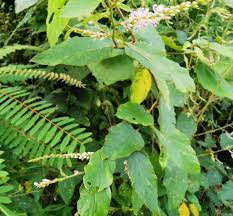 Image result for Polhillides