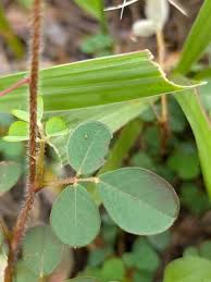 Image result for Grona adscendens