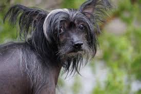 Jahrhundert bekannt, wo er von der hang dynastie gezüchtet wurde. Chinesischer Schopfhund Rasseportrait Wesen Charakter Zuchter