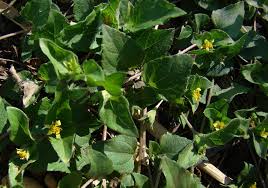 Image result for Synedrella nodiflora