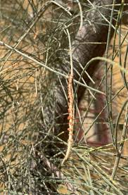 Image result for Casuarina verticillata