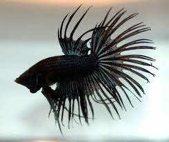 There are so many variations that betta fish. The Different Types Of Black Betta Fish Betta Source