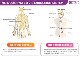Before getting into the details of ncert solutions for class 10 science chapter 7 control and coordination, let's have an overview of topics and subtopics under control and coordination class 10 ncert questions: Difference Between Nervous System Endocrine System