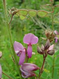 Image result for Desmodium