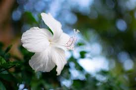 Image result for Hibiscus aponeurus