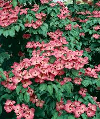 It features an abundance of magnificent pink berries from early to mid fall. Satomi Japanese Dogwood Bower Branch