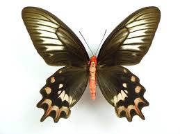 Image result for Arthropteris anniana