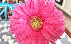 Sono molto simili ai conigli; Gerbera La Bellezza Della Semplicita Oltreilbalcone