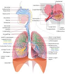 Learn vocabulary, terms and more with flashcards, games and other study tools. Atmung Biologie